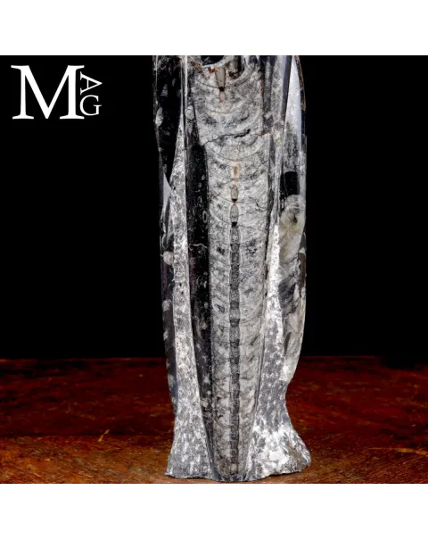 Colonna Fossile in Orthoceras – Il Viaggio del Tempo