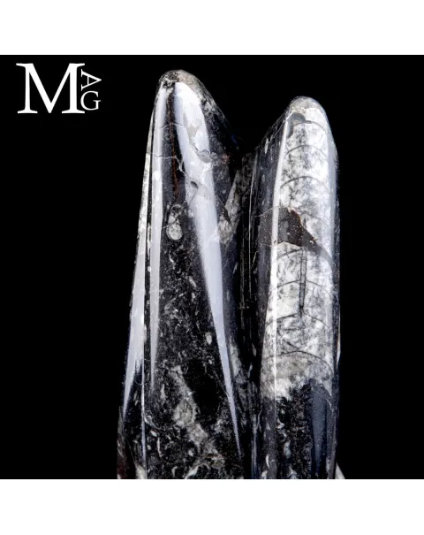 Colonna Fossile in Orthoceras – Il Viaggio del Tempo