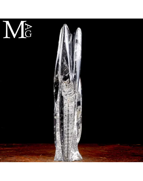 Colonna Fossile in Orthoceras – Il Viaggio del Tempo
