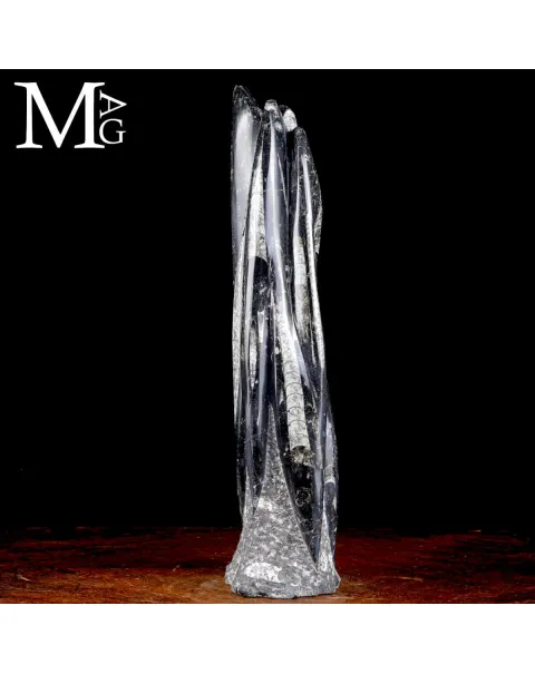 Scultura Fossile in Orthoceras.