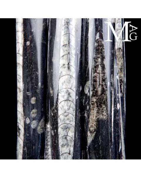 Scultura Fossile in Orthoceras.