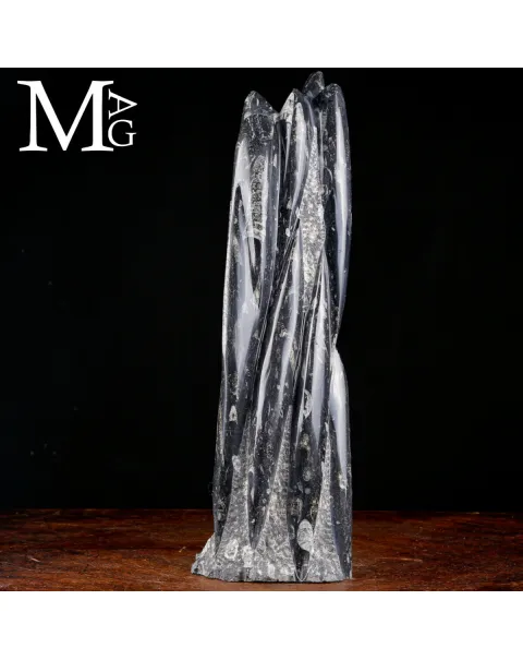 Scultura Fossile in Orthoceras.