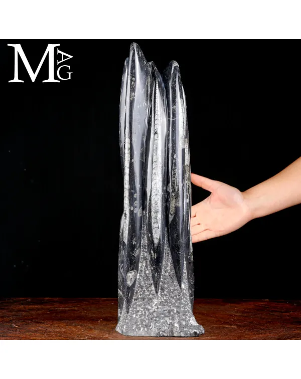 Scultura Fossile in Orthoceras.