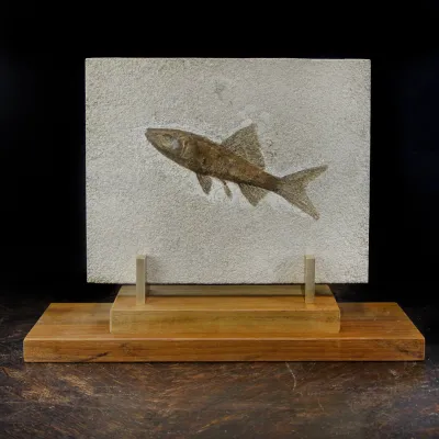 Rhacolepis Buccalis Fossile su base