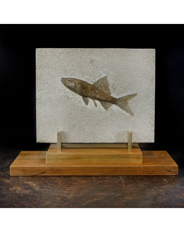 Rhacolepis Buccalis Fossile su base