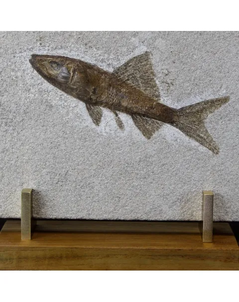 Rhacolepis Buccalis Fossile su base
