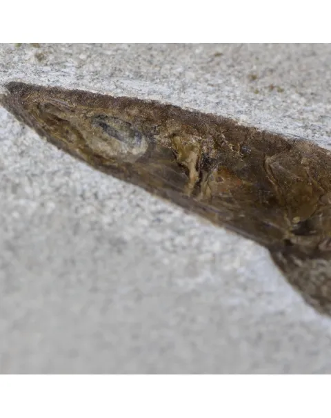 Rhacolepis Buccalis Fossile su base