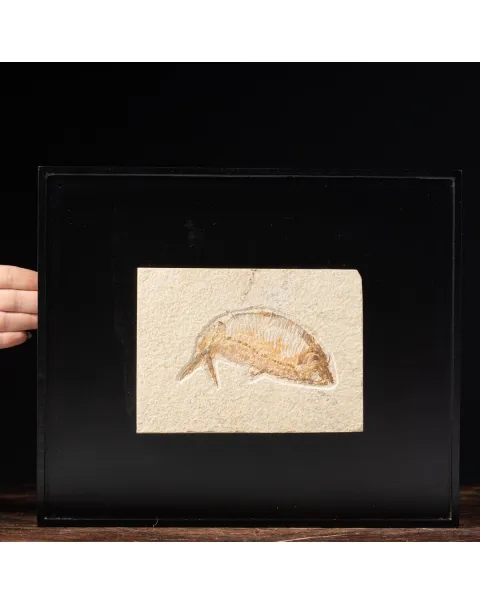 Quadro con Pesce Fossile del Wyoming