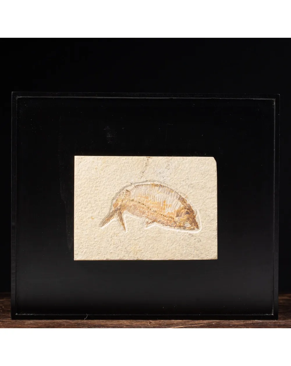 Quadro con Pesce Fossile del Wyoming