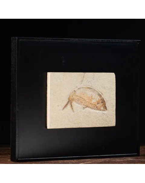 Quadro con Pesce Fossile del Wyoming