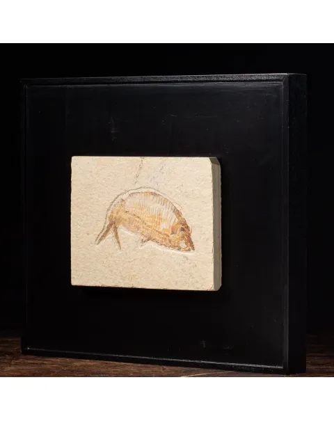 Quadro con Pesce Fossile del Wyoming