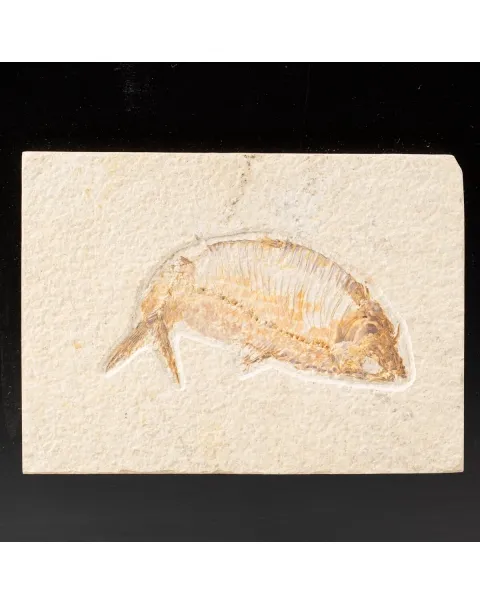 Quadro con Pesce Fossile del Wyoming
