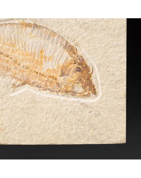 Quadro con Pesce Fossile del Wyoming