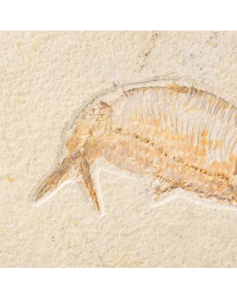 Quadro con Pesce Fossile del Wyoming
