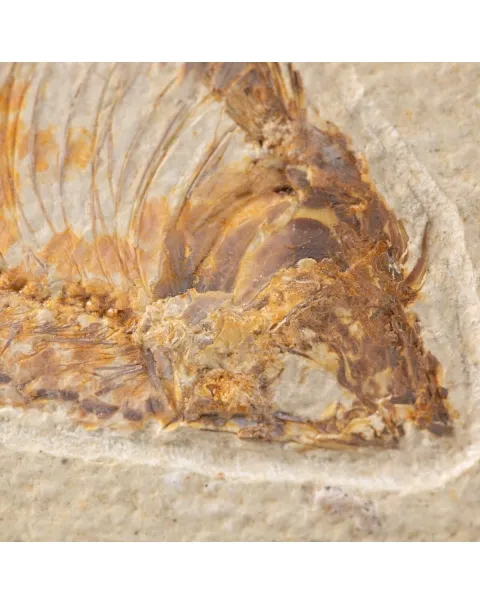 Quadro con Pesce Fossile del Wyoming