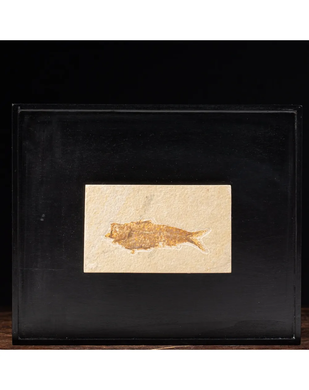 Quadro con Pesci Fossili del Wyoming