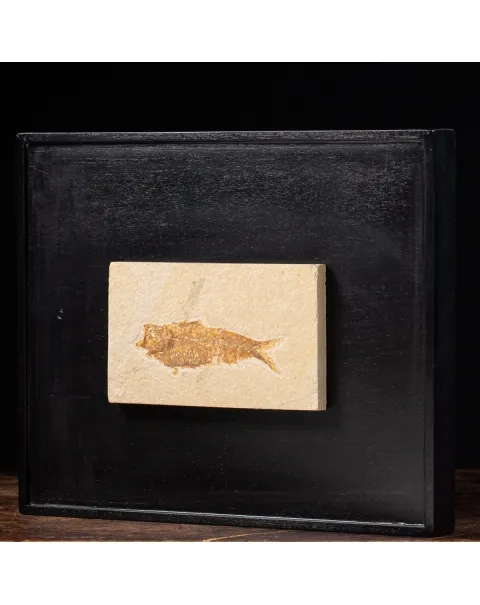 Quadro con Pesci Fossili del Wyoming