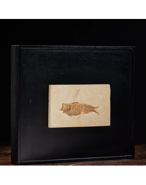 Quadro con Pesci Fossili del Wyoming
