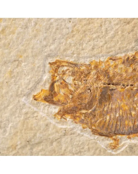 Quadro con Pesci Fossili del Wyoming