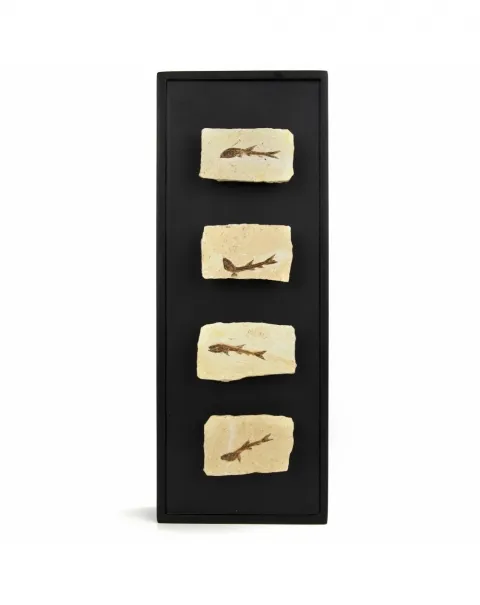 Trittico di Fossili su Quadro