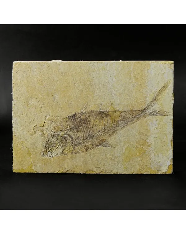 Pesce Fossile del Green River