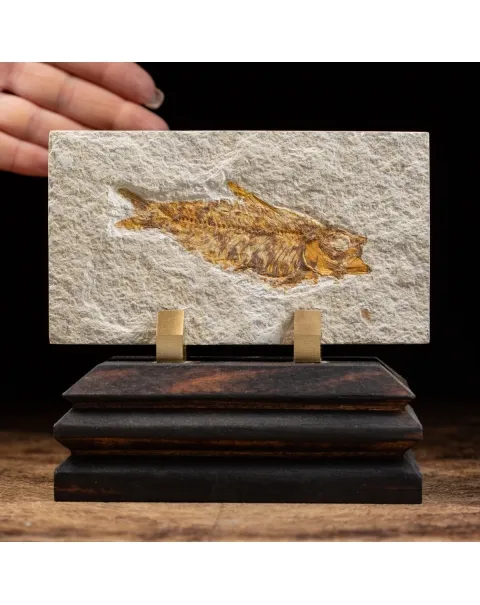 Knightia Fossile su base