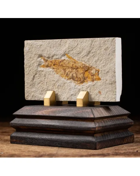 Knightia Fossile su base
