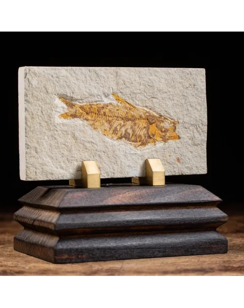 Knightia Fossile su base