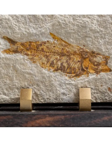 Knightia Fossile su base