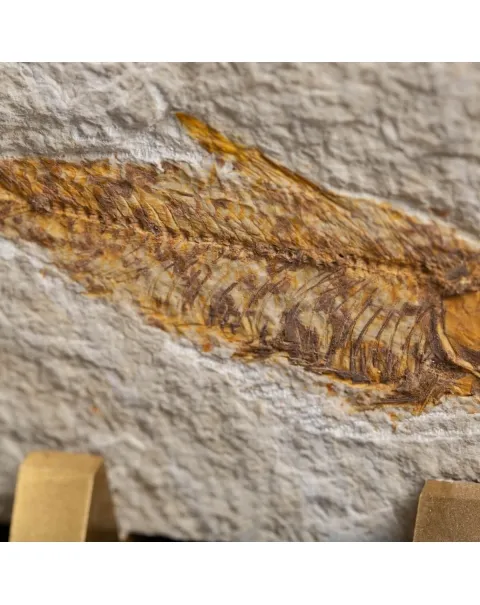 Knightia Fossile su base