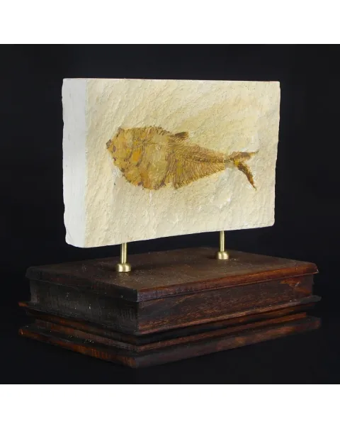 Knightia Fossile su base