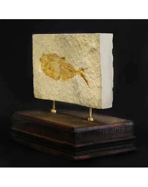 Knightia Fossile su base