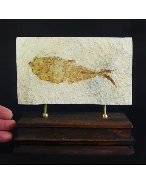 Knightia Fossile su base