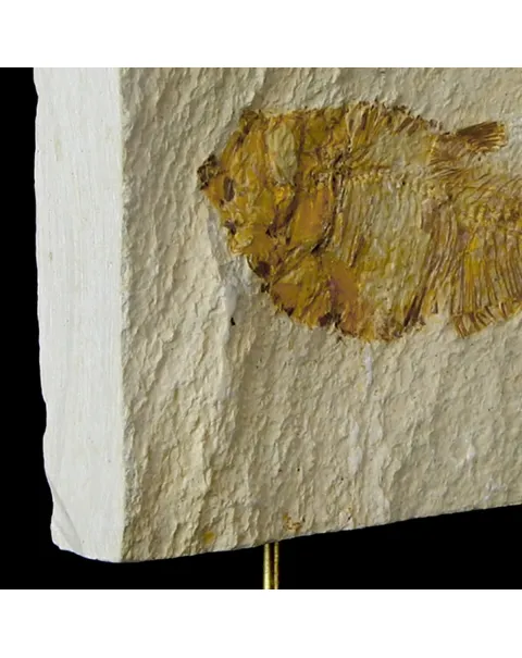 Knightia Fossile su base