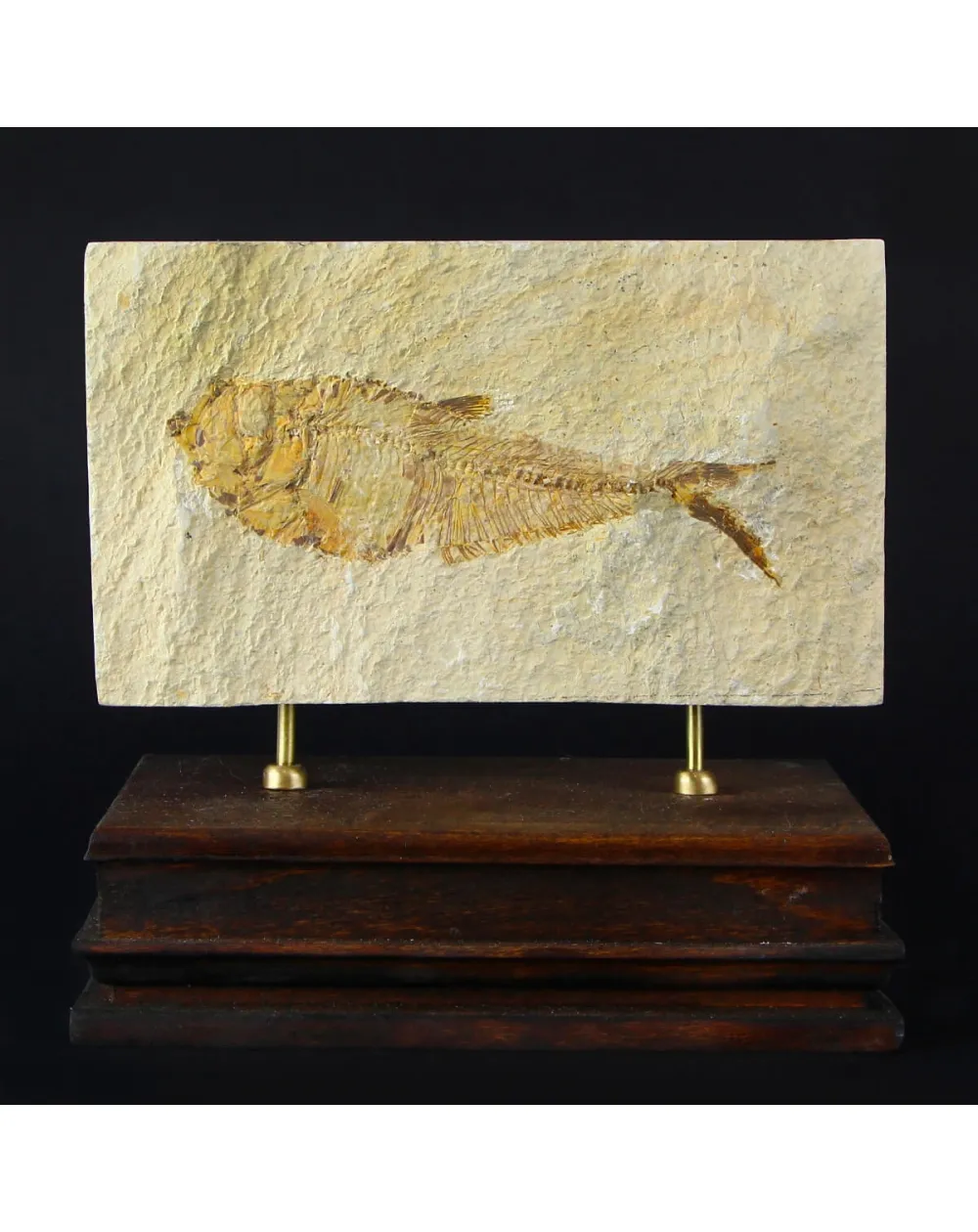 Knightia Fossile su base