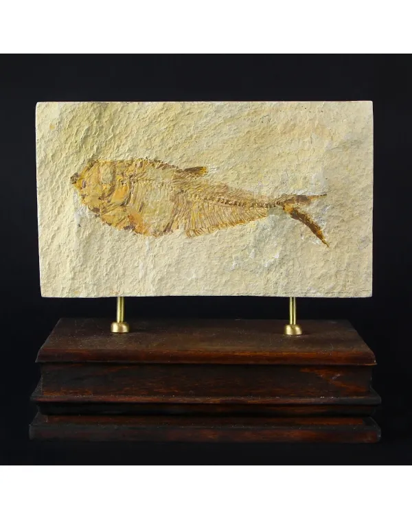 Knightia Fossile su base