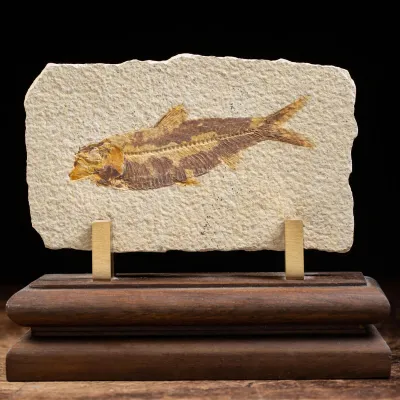 Knightia Fossile su base