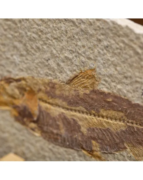 Knightia Fossile su base
