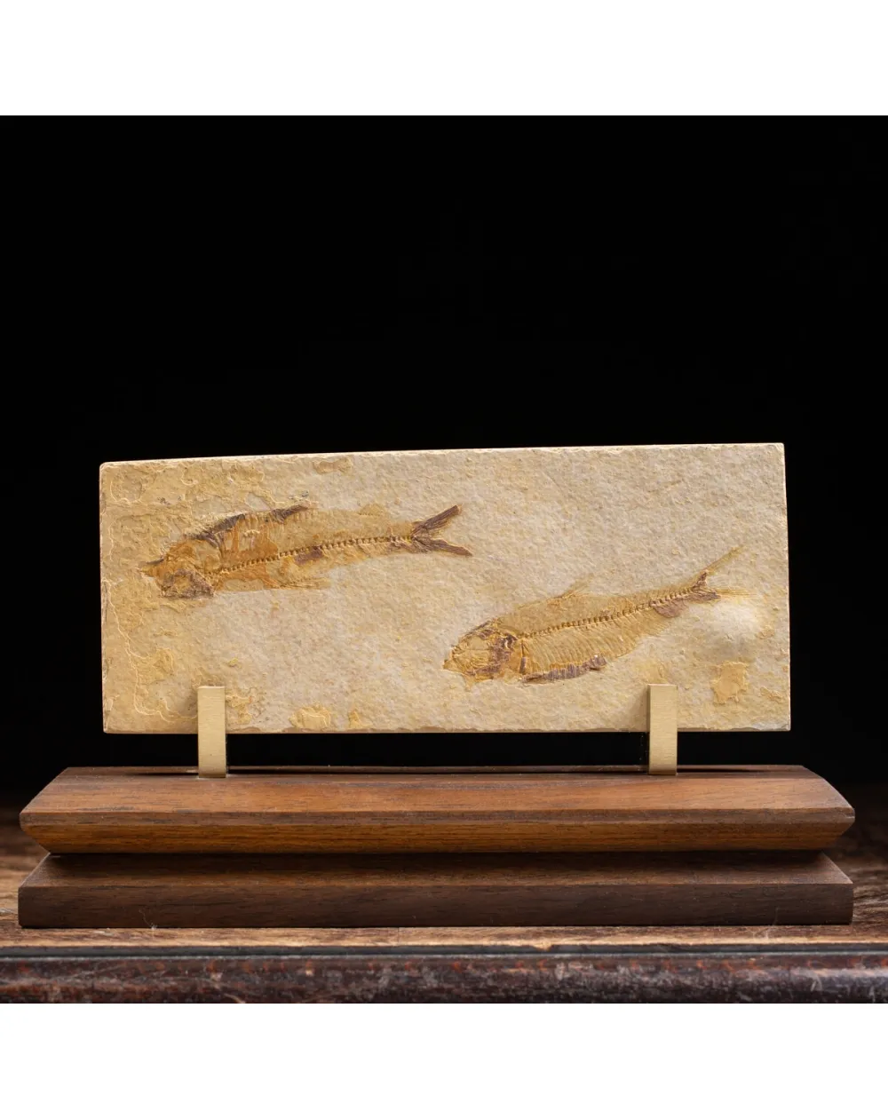 Knightia Fossile su base