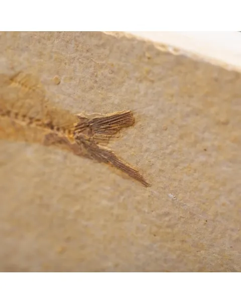 Knightia Fossile su base