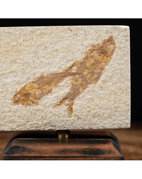 Knightia Fossile su base