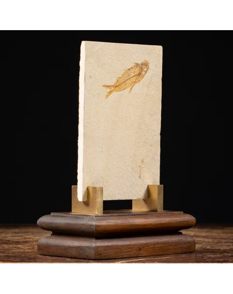 Knightia Fossile su base