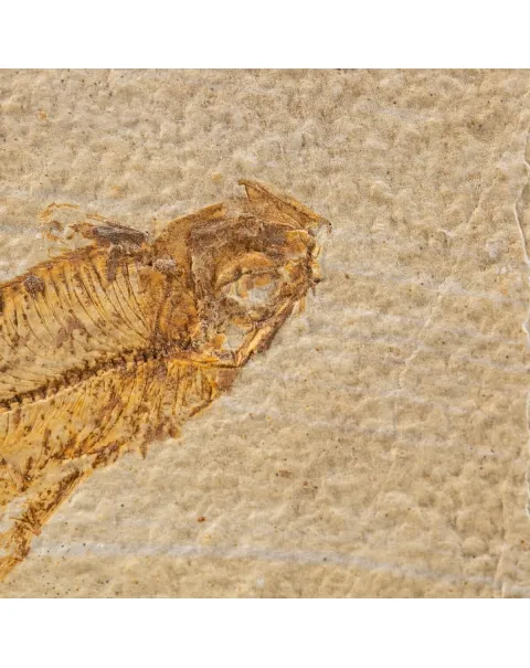 Knightia Fossile su base