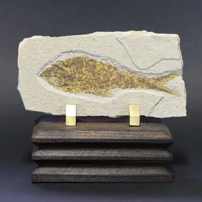 Knightia Fossile su base