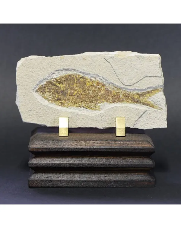 Knightia Fossile su base