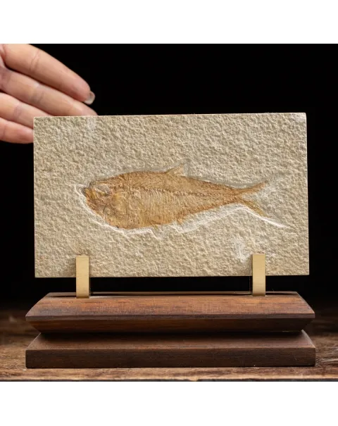 Knightia Fossile su base