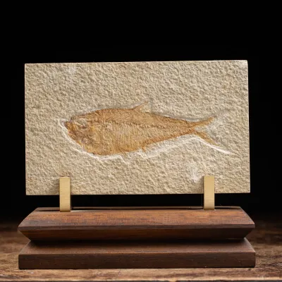 Knightia Fossile su base