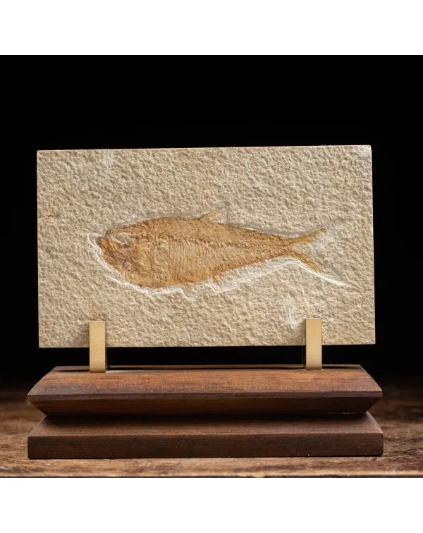 Knightia Fossile su base