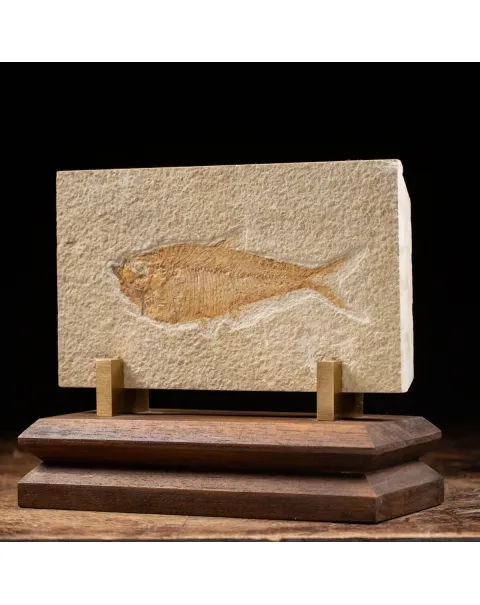 Knightia Fossile su base