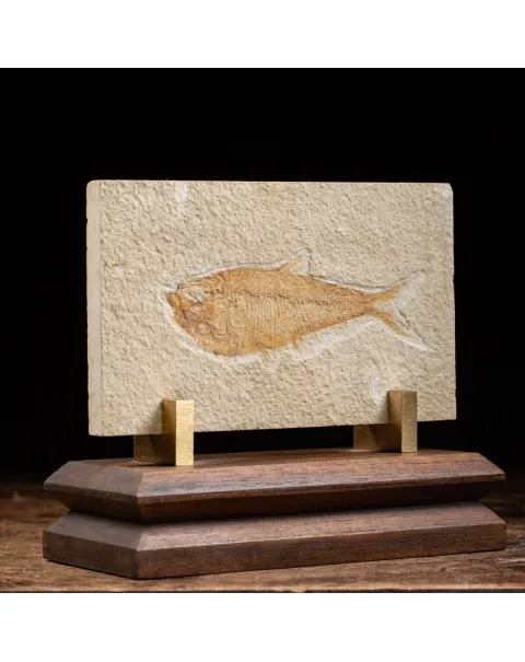 Knightia Fossile su base